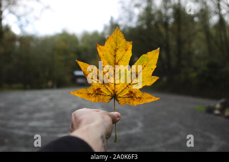 Man holding large yellow color autumn leaf from maple tree in a forest Stock Photo