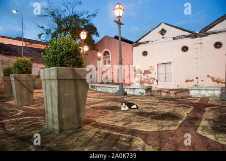 Cat at night in the amphitheater of Theater Odilo Costa Filho Stock Photo