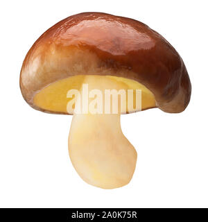 Slippery Jack mushroom (Suillus luteus fruit body) whole fungus, isolated Stock Photo