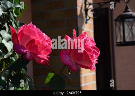 Pink Rose Blossoms with Water Drops on the Petals - Beautiful Garden Stock Photo