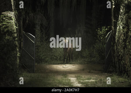 Maned wolf in the forest looking inside the cottage gates Stock Photo