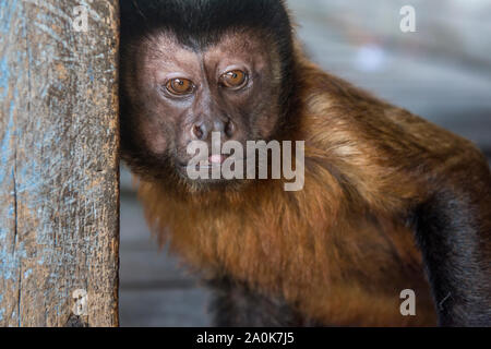 Domesticated amazon Capuchin monkey in the house balcony Stock Photo