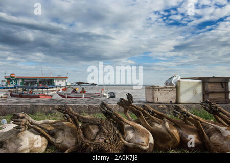 Tied goats in row in front of Amazon River ready to be sold Stock Photo