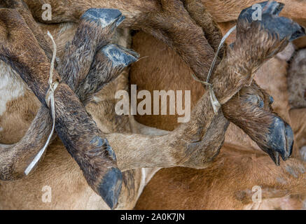 Tied goats paws ready for slaughter Stock Photo