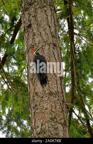 A wild pileated woodpecker (Dryocopus pileatus)  perched on the trunk of a tall tree in rural British Columbia Canada Stock Photo