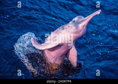 Amazon river dolphin jumps off water
