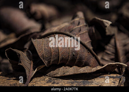 Brownish dry leaf dead on forest floor Stock Photo