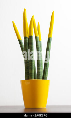 Sansevieria with yellow color. Velvet touchz is a beautiful bright plant known as the tongue of the devil and mother-in-law tongue. Stock Photo