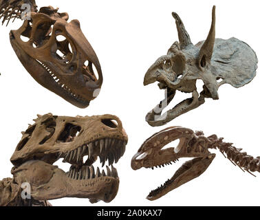 Four dinosaurs' skull isolated on white background. Tyrannosaurus, triceratops, iallosaurus and dilophosaurus's fossil Stock Photo