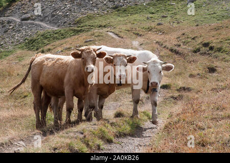 A cow free in the mountains in France Stock Photo