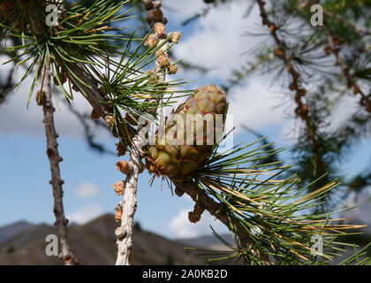 Pine branch with pine cones Stock Photo