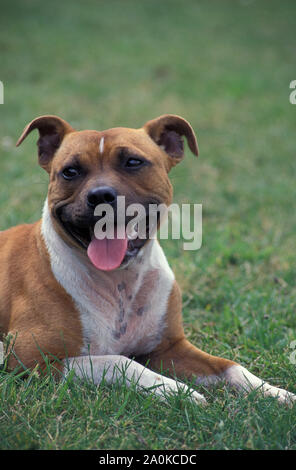 portrait staffordshire bull terrier adult sitting in grass Stock Photo