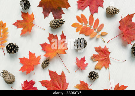 Autumn background with red maple and rowan leaves and firtree cones Stock Photo