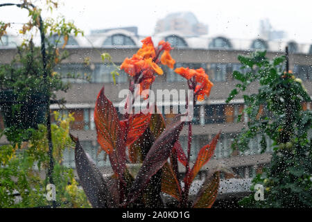 Orange Canna Phasion lily plants, plant growing in planters on the balcony of a Barbican Estate flat in the City of London  KATHY DEWITT