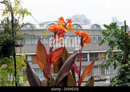 Orange Canna Phasion lily plants, plant growing in planters on the balcony of a Barbican Estate flat in the City of London  KATHY DEWITT Stock Photo