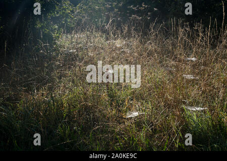 Long grass full of a network of cobwebs, covered in dew drops and backlit by the sun Stock Photo