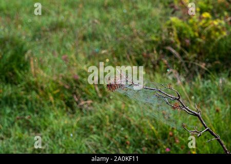 A spider web on a branch Stock Photo