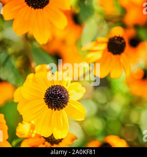 Square image of bright orange and yellow Echinacea flower with black coned center in sunlight. Unfocused meadow with other blooming Echinacea flowers Stock Photo