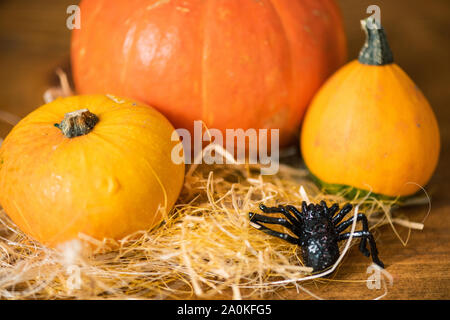 Black toy spider creeping towards three yellow and orange ripe pumpkins on straw Stock Photo