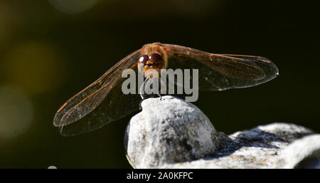 Dragonfly on a rock, UK Stock Photo
