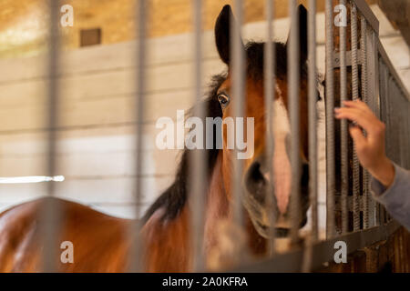 Purebred brown horse standing behind bars inside stable or barn Stock Photo