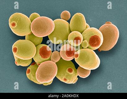 Yeast cells, SEM Stock Photo