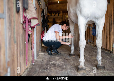 Young woman in skinny jeans and white shirt using brush to clean legs of horse Stock Photo