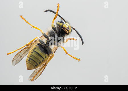 Common wasp. Detail of black and yellow europian wasp. Vespula vulgaris Stock Photo