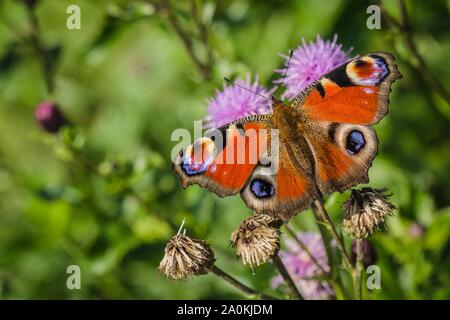 Colorful peacock butterfly, Inachis io, sitting on purple thistle flower in a meadow with open red, violet, black and yellow wings.Sunny day in nature. Stock Photo