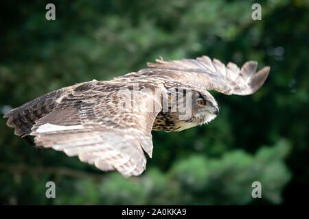 eagle owl flying close up Stock Photo
