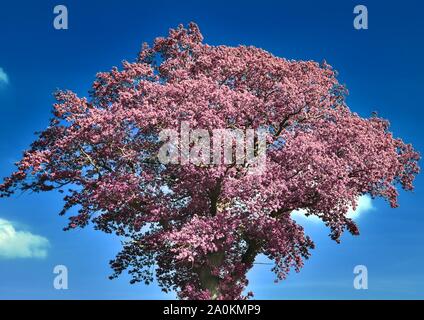 Beautiful fantasy view on purple and pink infrared tree shots at a forest Stock Photo