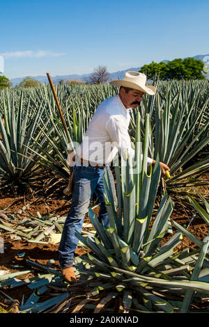 Jimadore Harvesting agave for tequila, Tequila, UNESCO World Heritage Site, Jalisco, Mexico. Stock Photo