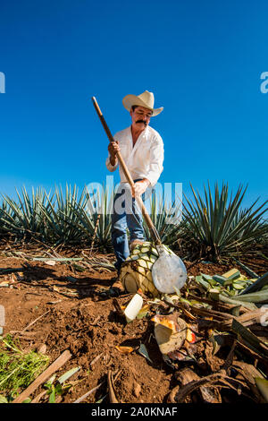 Jimadore Harvesting agave for tequila, Tequila, UNESCO World Heritage Site, Jalisco, Mexico. Stock Photo