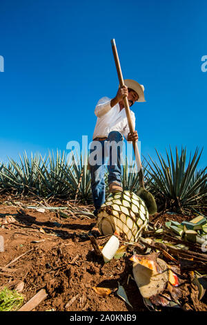 Jimadore Harvesting agave for tequila, Tequila, UNESCO World Heritage Site, Jalisco, Mexico. Stock Photo