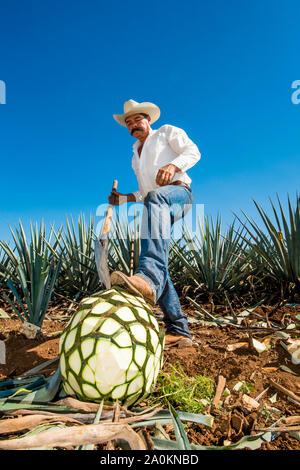 Jimadore Harvesting agave for tequila, Tequila, UNESCO World Heritage Site, Jalisco, Mexico. Stock Photo