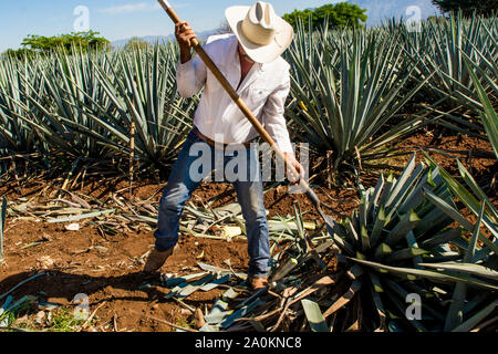 Jimadore Harvesting agave for tequila, Tequila, UNESCO World Heritage Site, Jalisco, Mexico. Stock Photo