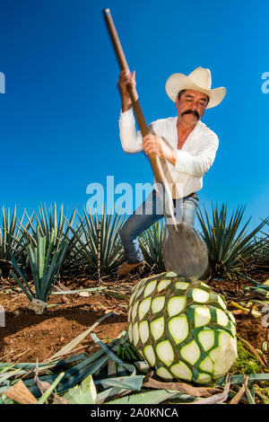 Jimadore Harvesting agave for tequila, Tequila, UNESCO World Heritage Site, Jalisco, Mexico. Stock Photo