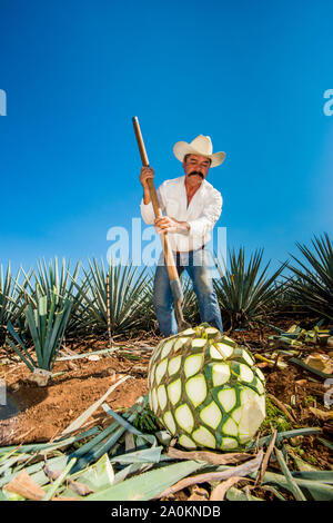 Jimadore Harvesting agave for tequila, Tequila, UNESCO World Heritage Site, Jalisco, Mexico. Stock Photo