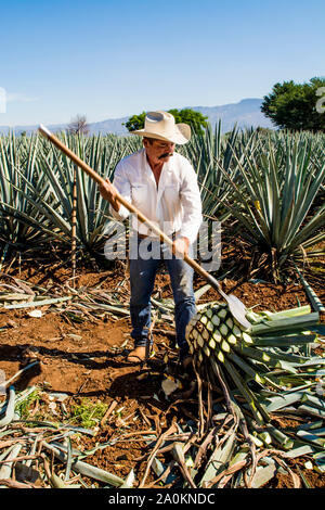 Jimadore Harvesting agave for tequila, Tequila, UNESCO World Heritage Site, Jalisco, Mexico. Stock Photo