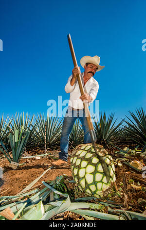 Jimadore Harvesting agave for tequila, Tequila, UNESCO World Heritage Site, Jalisco, Mexico. Stock Photo