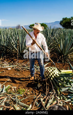 Jimadore Harvesting agave for tequila, Tequila, UNESCO World Heritage Site, Jalisco, Mexico. Stock Photo