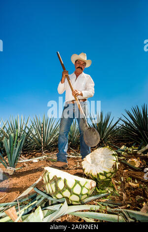 Jimadore Harvesting agave for tequila, Tequila, UNESCO World Heritage Site, Jalisco, Mexico. Stock Photo