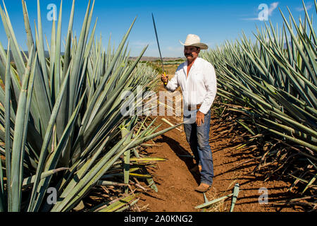 Jimadore Harvesting agave for tequila, Tequila, UNESCO World Heritage Site, Jalisco, Mexico. Stock Photo