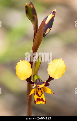 Diuris pardina, Leopard Orchid Stock Photo