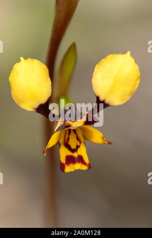 Diuris pardina, Leopard Orchid Stock Photo