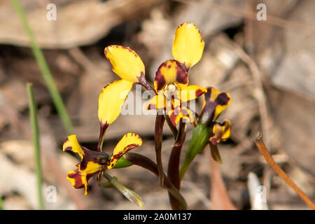 Diuris pardina, Leopard Orchid Stock Photo