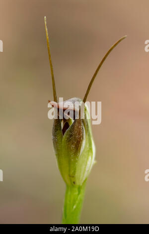 Pterostylis pedunculata, Maroonhood Orchid Stock Photo