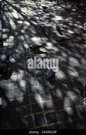 Pigeons walking on a sun-dappled cobblestone pavement under a tree canopy casting patterned shadows Stock Photo