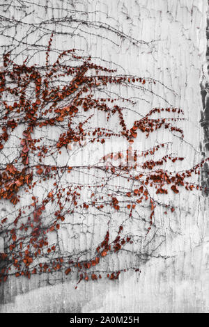 Dry climbing vines with autumn leaves spread across an old weathered white concrete wall Stock Photo