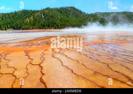 Steam rises from the Grand Prismatic Spring in Yellowstone National Park. It is the largest hot spring at Yellowstone National Park with up to 330 fee